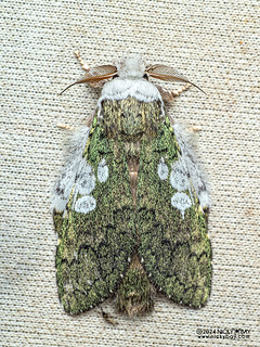 Prominent moth (Syntypistis comatus) - P3092433