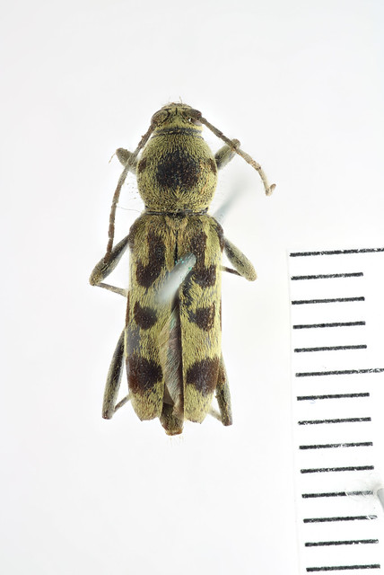 Chlorophorus tredecimmaculatus (Chevrolat, 1863); Type; NHMUK015529597; Dorsal habitus
