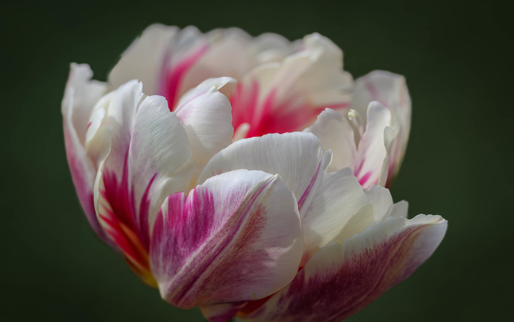 Double variated tulip