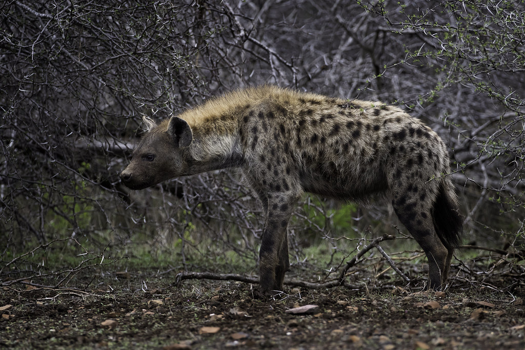 Spotted Hyena on the prowl