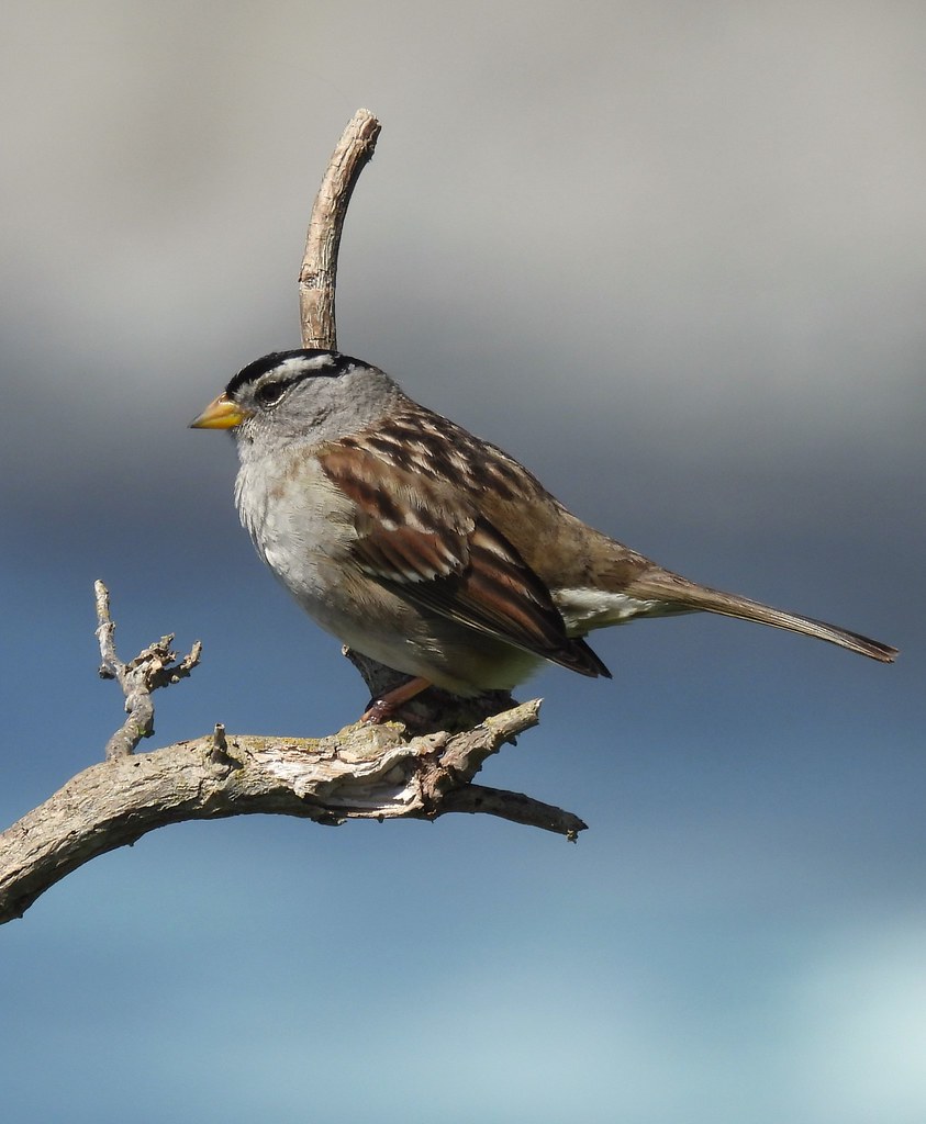 White-Crowned Sparrow at the Seaside