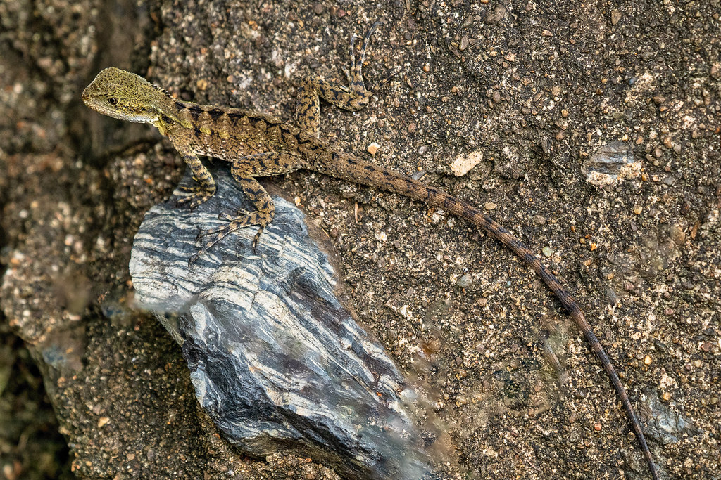 Eastern Water Dragon Youngster
