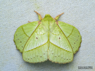Lappet moth (Trabala sp.) - P3103728