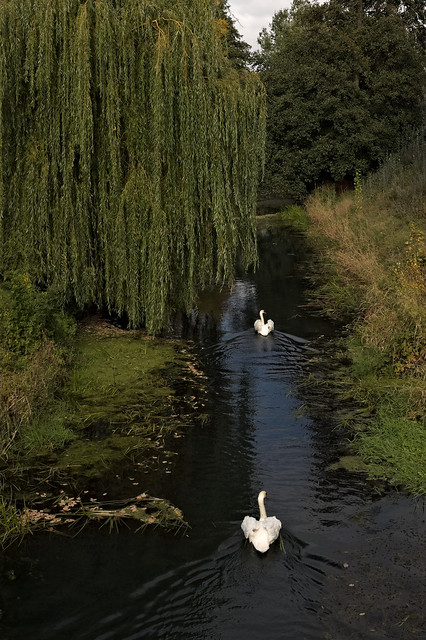 Swans on Wuhle in October