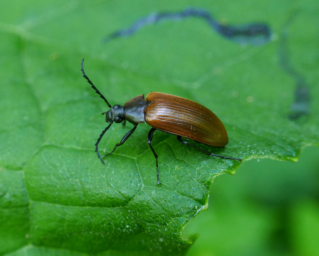 Pseudocistela ceramboides - Comb-clawed Darkling Beetle