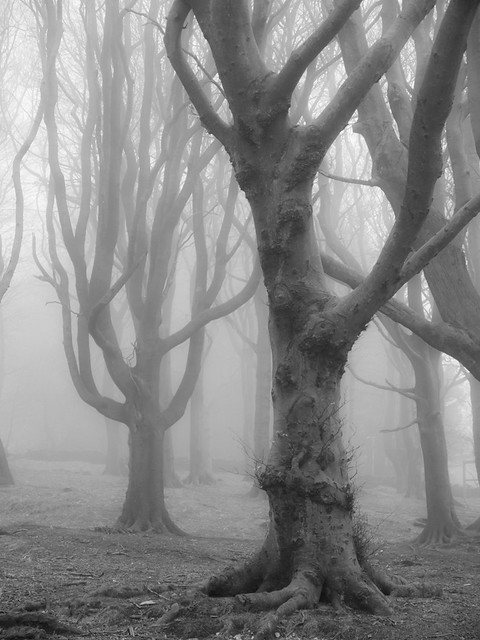 Misty Woodland IX