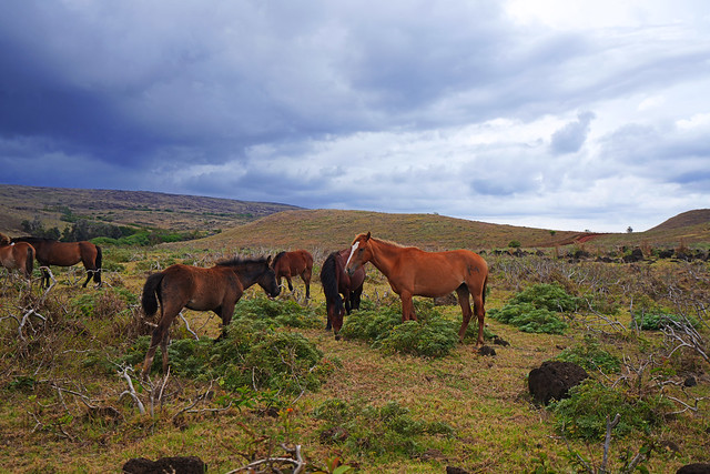 Rural scenery, Easter Island