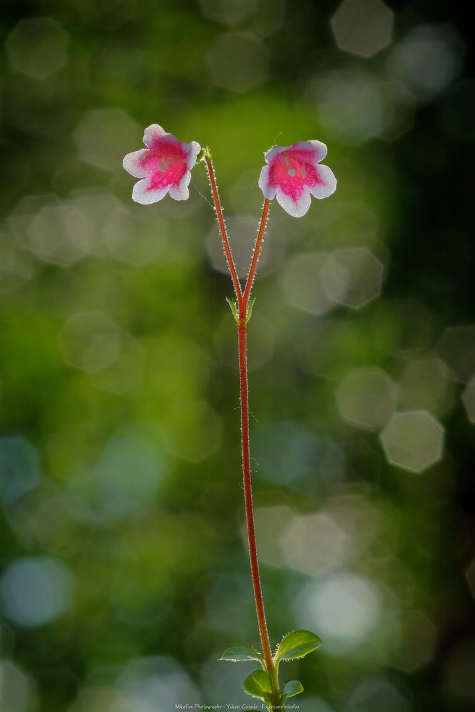 Twinflower [Linnaea borealis americana]