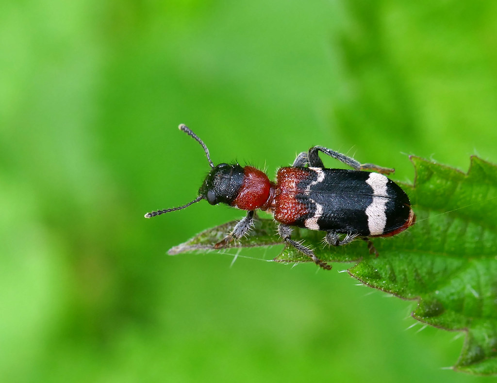Thanasimus formicarius - Ant beetle - pestroš mravcový