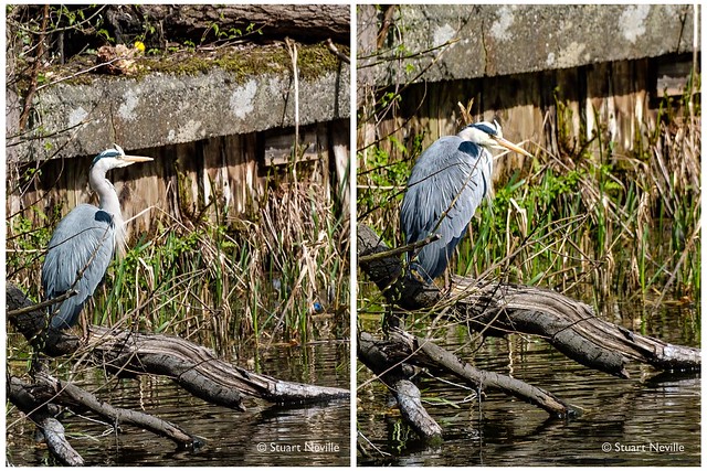 Heron, Forth and Clyde canal, Glasgow.