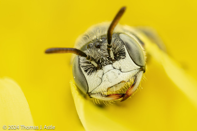 Native Bee Portrait