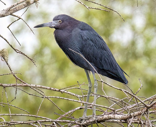 Little Blue Heron Perched in a Tree for a Better Look