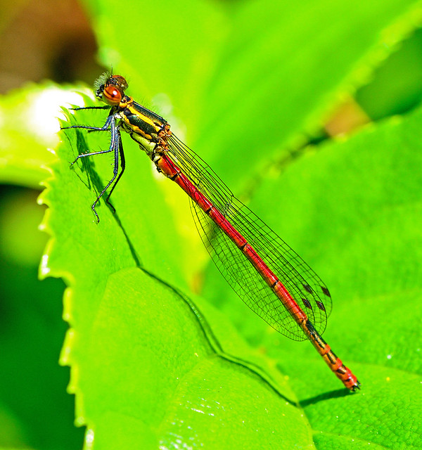 Large Red Damselfly,immature male,Freshwater,Isle of Wight.