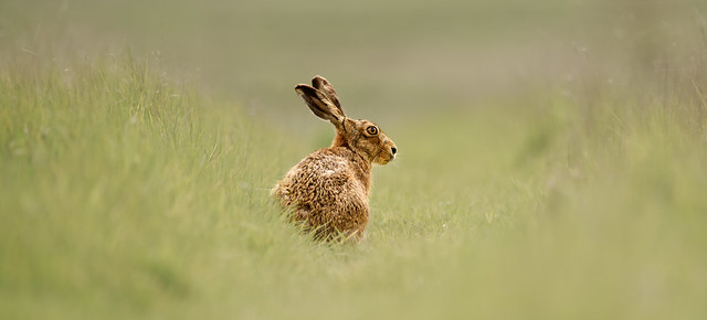 Brown Hare