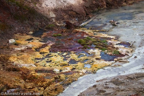 Colorful moss and bacteria near Sizzling Spring, Yellowstone National Park, Wyoming