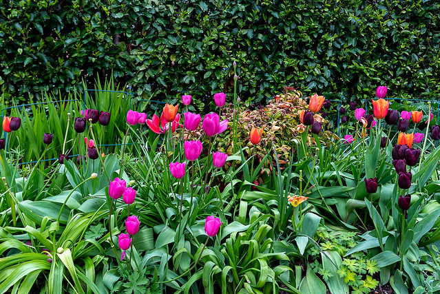 Tulips- DSC_0908