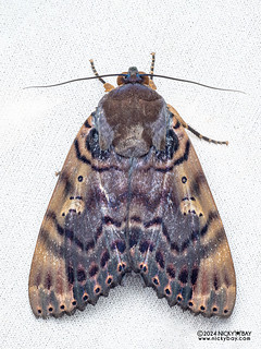 Ramie moth (Arcte coerula) - P3137507