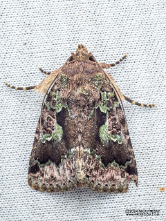 Cutworm moth (Aedia sp.) - P3137783