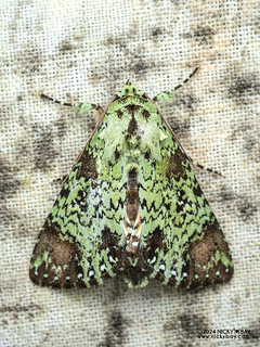 Cutworm moth (Viridistria viridipicta) - P3114183