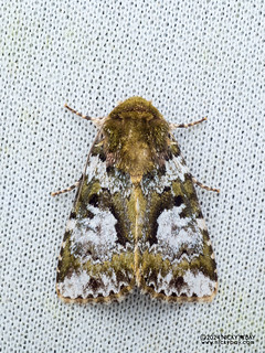 Cutworm moth (Xenotrachea albidisca) - P3114331
