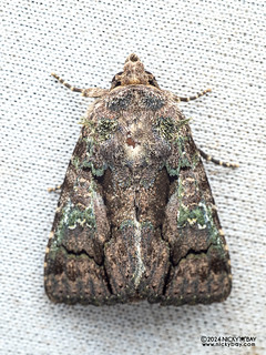 Cutworm moth (Aedia intrahens) - P3103570