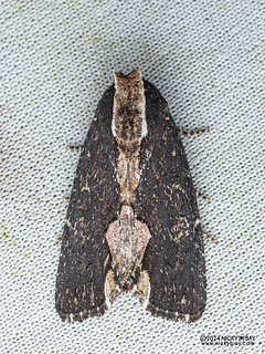 Cutworm moth (Dipterygina dorsipallens) - P3102929