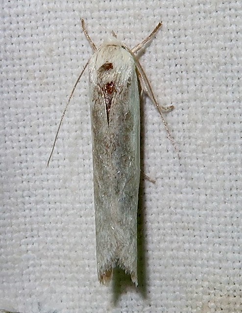 Depressariid Moth, Antaeotricha sp., Peña Blanca Canyon, Santa Cruz County, 1 of 2
