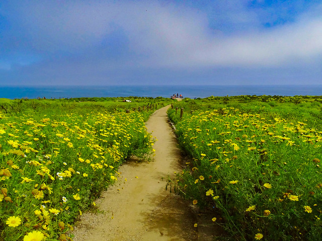 Spring at Point Dume
