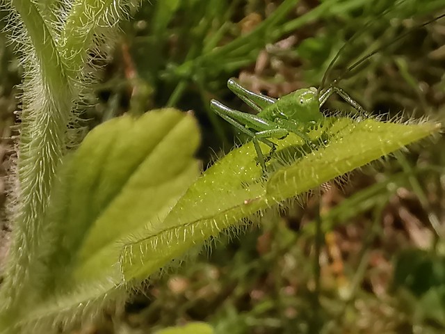 Grünes Heupferd (Tettigonia viridissima) (2)