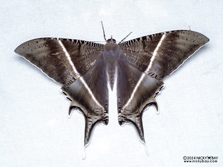 Swallowtail moth (Lyssa zampa) - P3092101