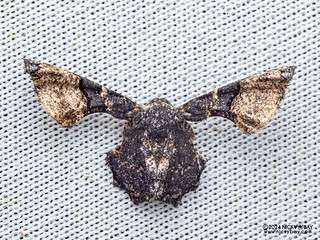 Scoopwing moth (Monobolodes sp.) - P3114368