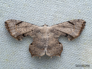 Scoopwing moth (Dysaethria quadricaudata) - P3092276