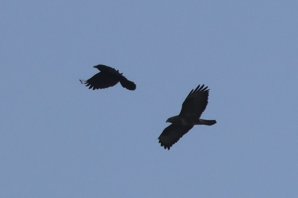 Aerial Combat - Buzzard (Buteo buteo) vs Crow (Corvus corone)