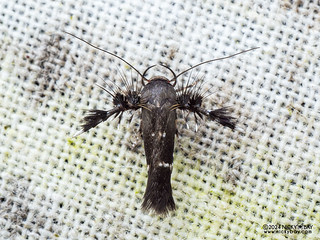 Flower moth (Scythrididae) - P3114153