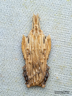 Concealer moth (Tonica sp.) - P3092358