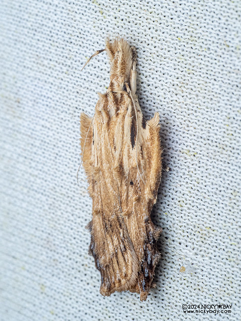 Concealer moth (Tonica sp.) - P3092359