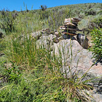 2023.07.15_12.37.19 Basin wildrye (Leymus cinereus syn. Elymus cinereus), Grass family (Poaceae).
Round Valley Preserve, Summit County, Utah.
