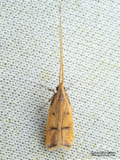 Long-horned moth (Lecithoceridae) - P3092262