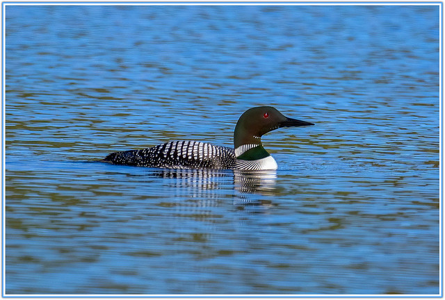 Common Loon in breeding mode.