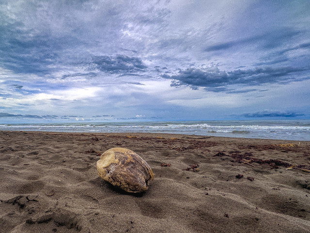 Coconut, Sand & Sky @ Tortuguero,Costa Rica-4579