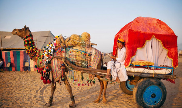 Capturing Moments: The Vibrancy of the Pushkar Camel Fair 2024