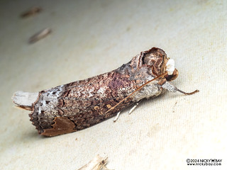Buff-tip moth (Phalera sp.) - P3125574