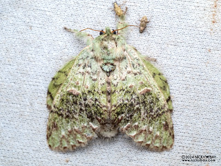 Prominent moth (Stauropus (Benbowia) sp.) - P3115055