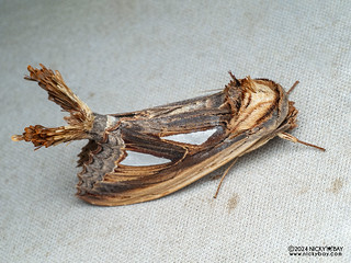 Prominent moth (Tarsolepis remicauda) - P3103538
