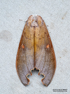 Prominent moth (Euhampsonia roepkei) - P3103057