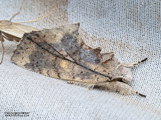 Prominent moth (Omichlis dimorpha) - P3103033