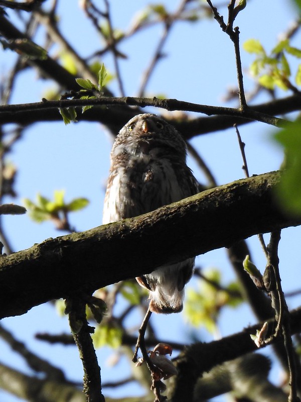 Pygmy Owl, Košice, Slovakia