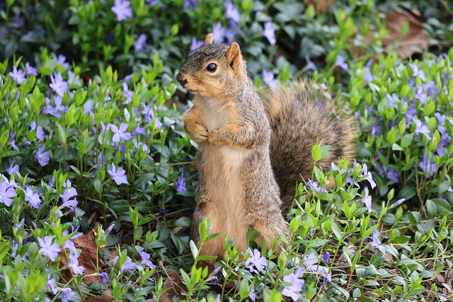 Fox Squirrels in Ann Arbor at the University of Michigan on April 16th, 2024