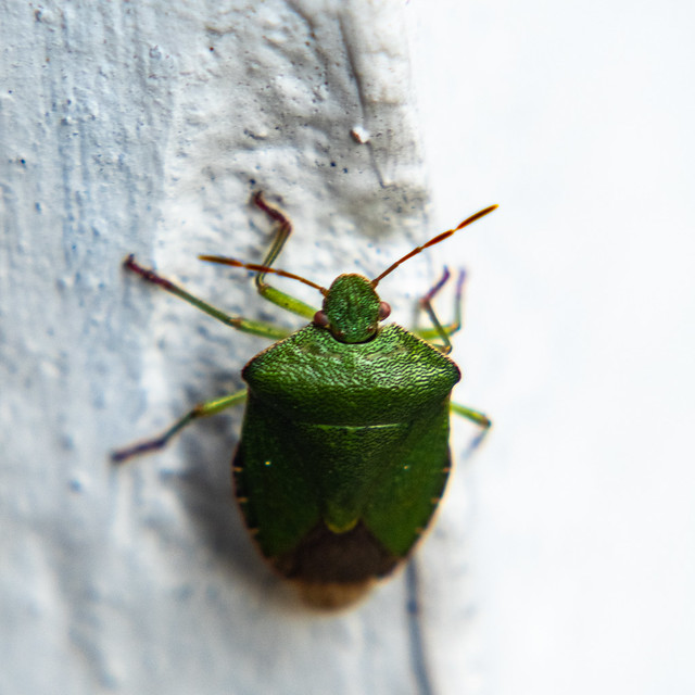 Shield bug on wall and bin