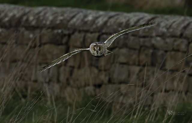 Long-Eared-Owl hunting Northumberland coast